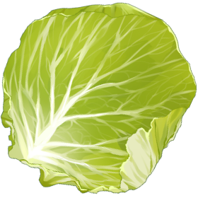 キャベツ